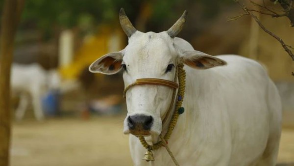 Ambulan Khusus Sapi-1636957417