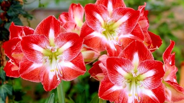 Bunga Amarilis (net)-1635934837