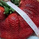 Stroberi terbesar di dunia milik petani Israel-1645425170