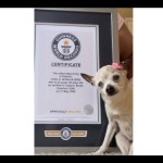 Anjing-1653623690
