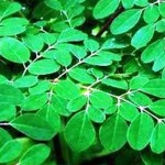 Daun kelor-1653479296