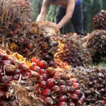 Petani kelapa sawit-1652428506