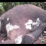 Seekor gajah sumatera ditemukan mati di lokasi PT BAT di Kabupaten Mukomuko, Senin (1/1/2024) ANTARA/Ferri.-1704183565