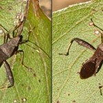 Oppo Find X9 Pro vs Samsung Galaxy S25 Ultra-1761531031