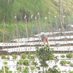 Petani Sayur-1776819853