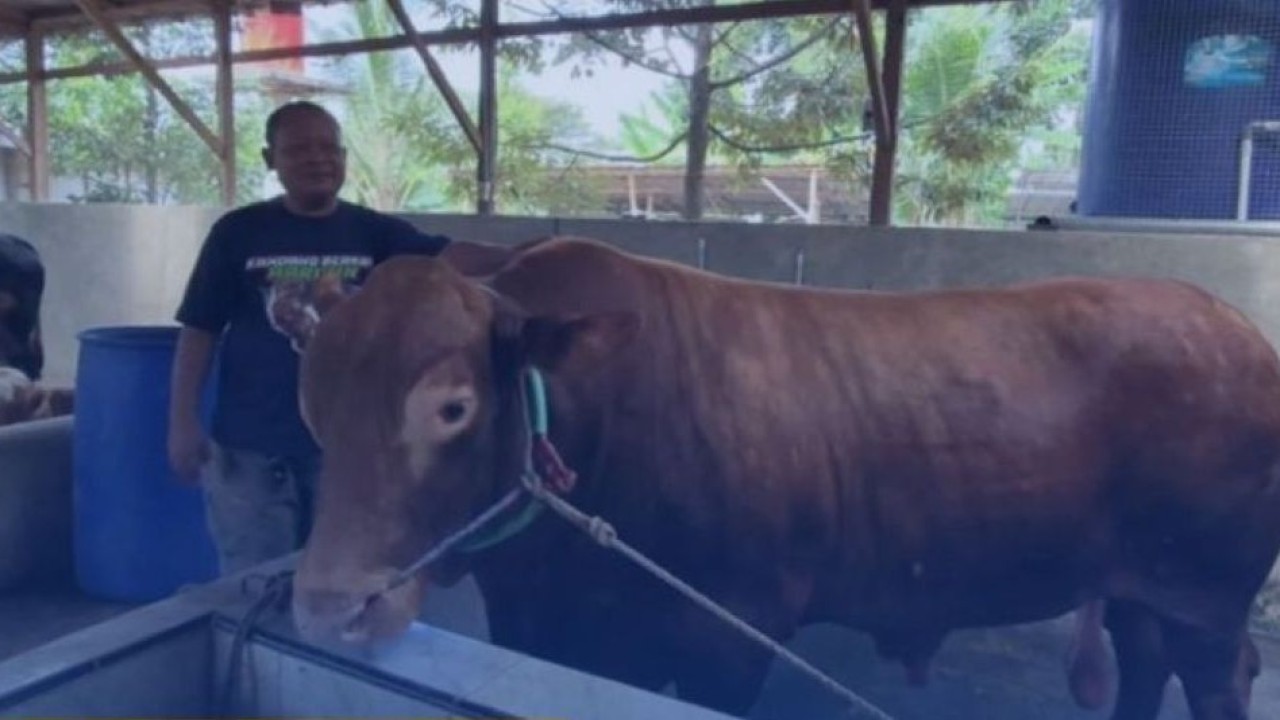 Seekor sapi limosin raksasa milik peternak lokal Kota Serang lolos seleksi hewan kurban bantuan kemasyarakatan (BANAS) Presiden Prabowo Subianto. (Foto: bantennews)