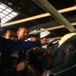 Sapi-1779878464