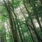 pertamina-1784611344