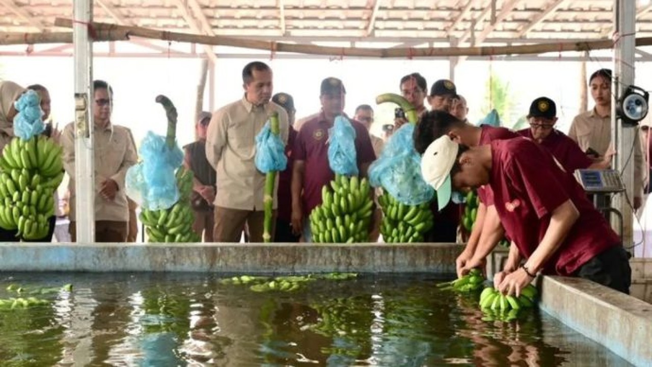 Menteri Transmigrasi Muhammad Iftitah Sulaiman Suryanagara (kiri) meninjau proses penanganan pascapanen pisang saat mengunjungi demplot pisang Edo Farm di Sentul, Kabupaten Bogor, Jawa Barat. (Antara)