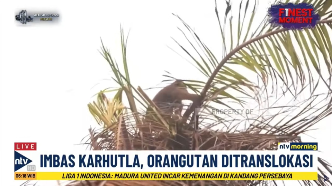 Adil dan Gigih, orang utan terdampak karhutla dipindahkan ke kawasan konsesi di Desa Sungai Awan Kiri, Kecamatan Deltapawan, Kabupaten Ketapang